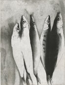 fische.jpg