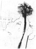 palme.jpg